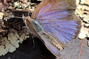 Varied Dusky-blue (Candalides hyacinthinus)